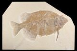 Bargain, Phareodus Fish Fossil - Wyoming #93265-1